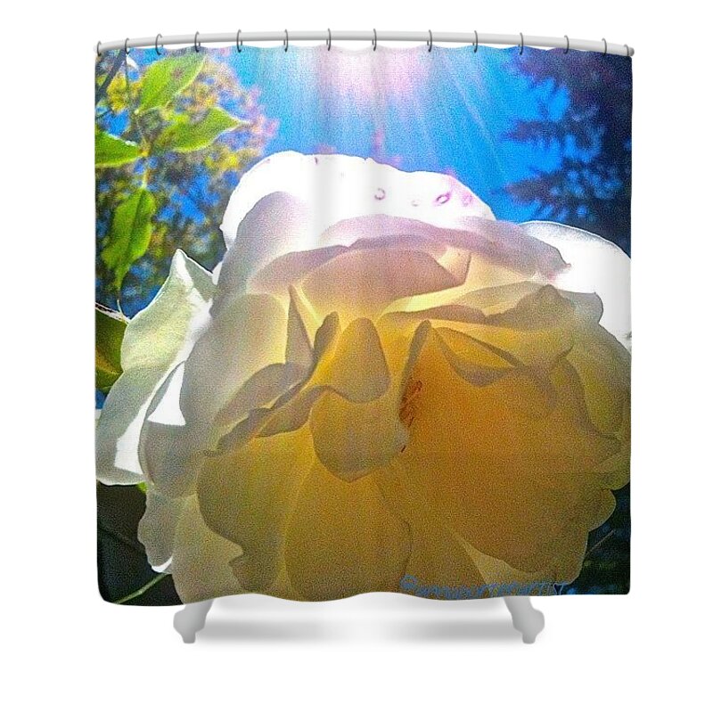 Floral Shower Curtain featuring the photograph White Rose And Sunshine by Anna Porter