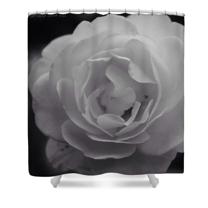 Nothingisordinary_ Shower Curtain featuring the photograph White Rose From My Summer Garden In by Anna Porter