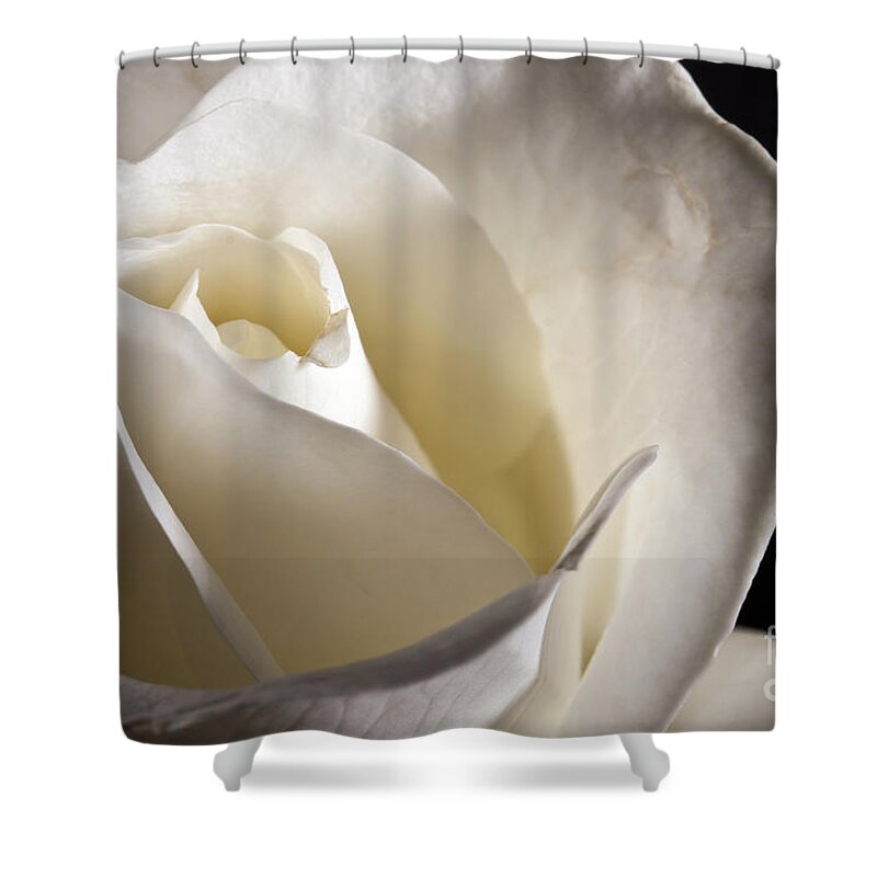 Beautiful Shower Curtain featuring the photograph White Roses by Gunnar Orn Arnason