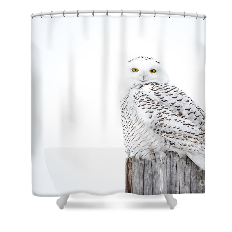 Field Shower Curtain featuring the photograph White Snowy Owl by Cheryl Baxter