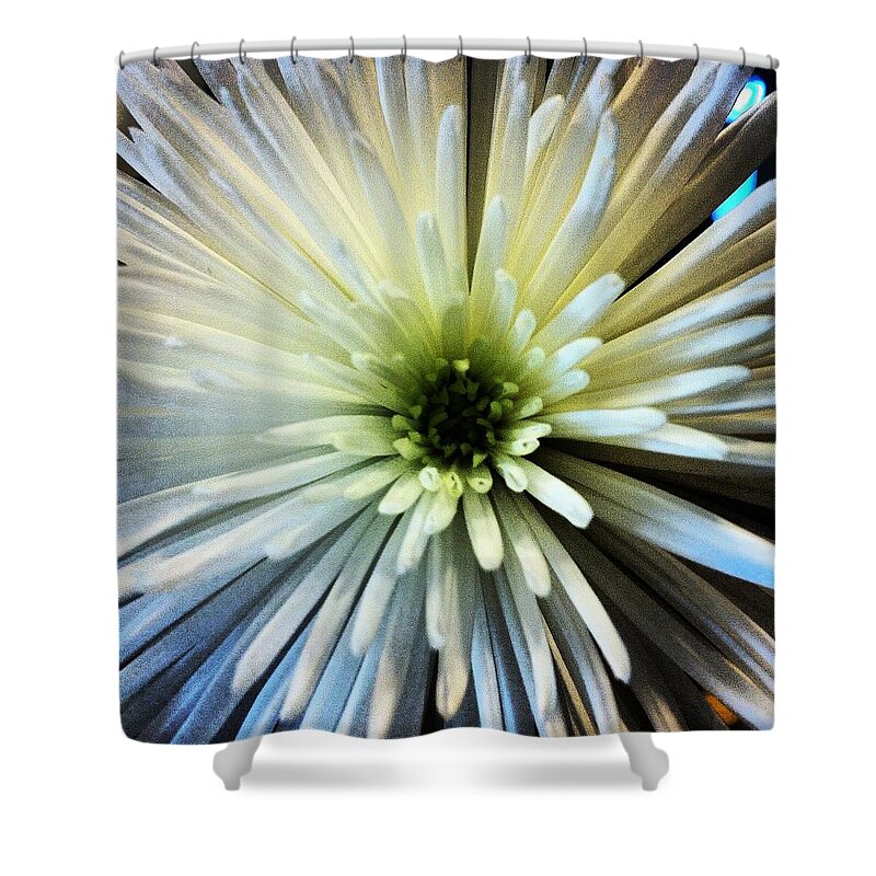 White Shower Curtain featuring the photograph White Spider Mum by Jean Macaluso