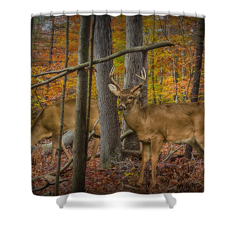 Art Shower Curtain featuring the photograph White Tail Deer Bucks in an Autumn Woodland Forest by Randall Nyhof