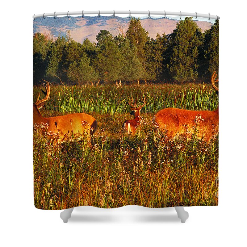 White-tailed Deer Shower Curtain featuring the photograph White-tailed Deer by Art Wolfe
