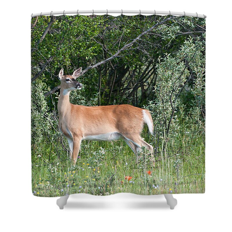White-tailed Deer Shower Curtain featuring the photograph White-tailed Deer Doe by Andrew J. Martinez
