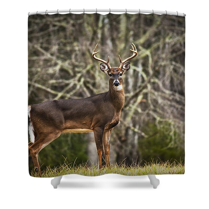 Art Shower Curtain featuring the photograph White Tailed Deer Eight Point Buck by Randall Nyhof
