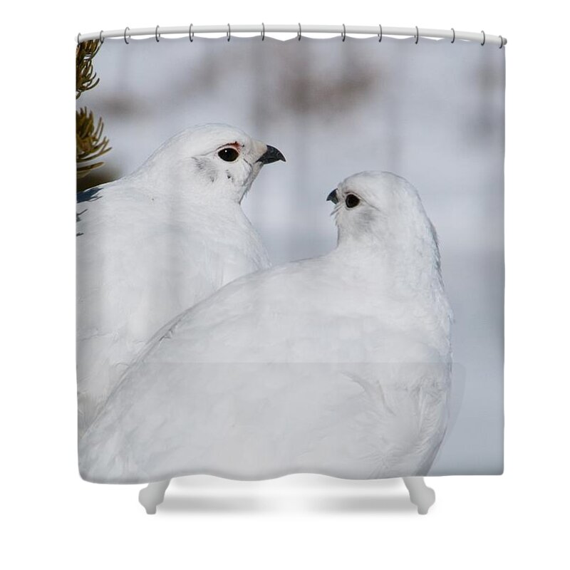 White-tailed Ptarmigan Shower Curtain featuring the photograph White-tailed Ptarmigan Pair by Cascade Colors