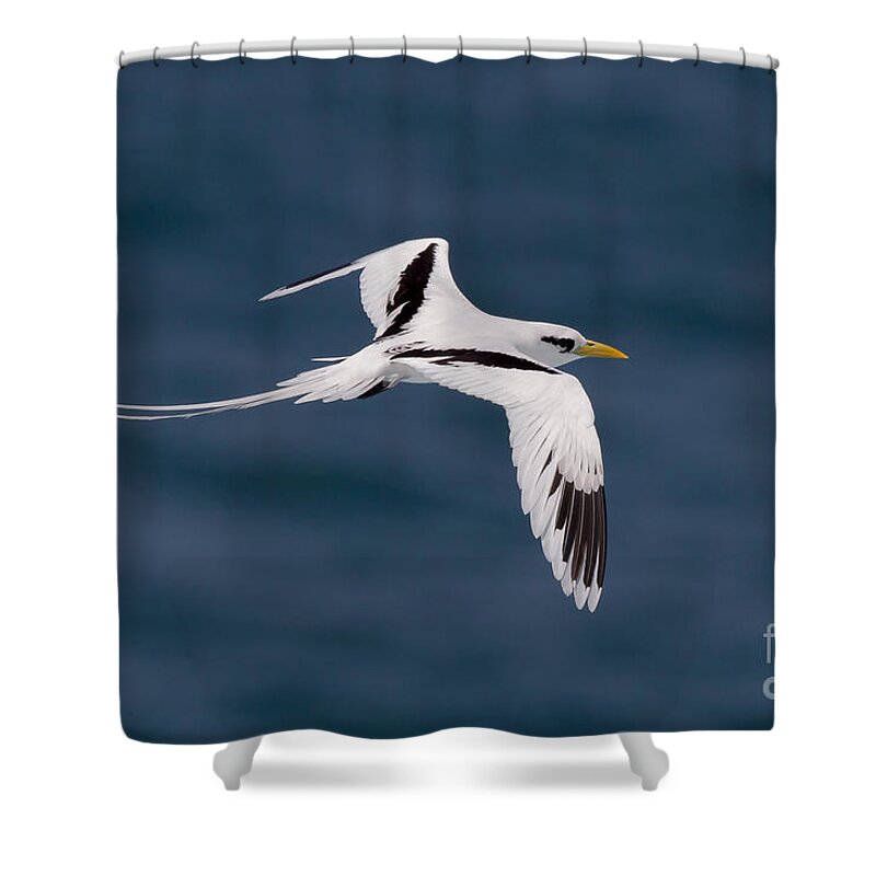 White-tailed Tropicbird Shower Curtain featuring the photograph White-tailed Tropicbird by Jean-Luc Baron