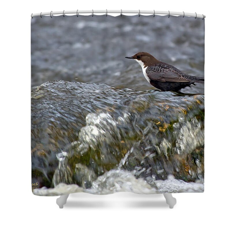 White-throated Dipper Shower Curtain featuring the photograph White-throated Dipper by Torbjorn Swenelius
