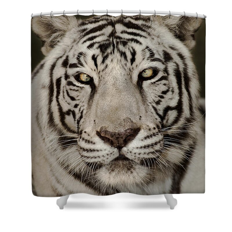 White Tiger Shower Curtain featuring the photograph White Tiger Portrait Wildlife Rescue by Dave Welling
