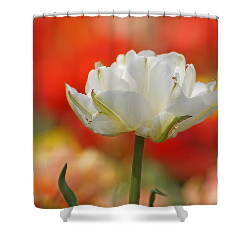 Tulip Shower Curtain featuring the photograph White Tulip Weisse gefuellte Tulpe by Eva-Maria Di Bella