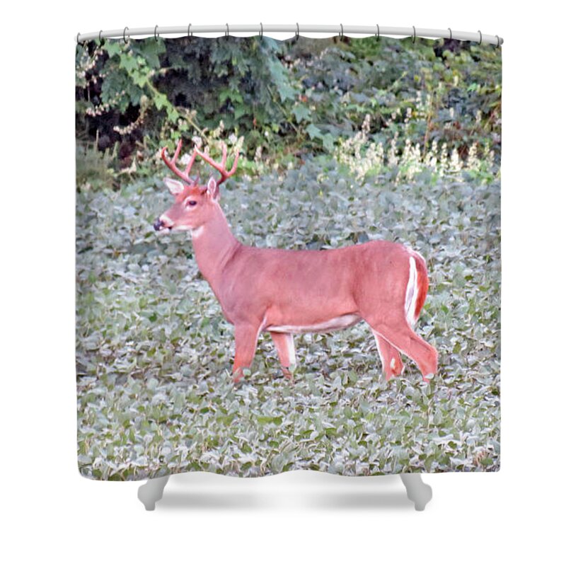 Deer Shower Curtain featuring the photograph Whitetail Buck In The Soybean Field by Kay Novy