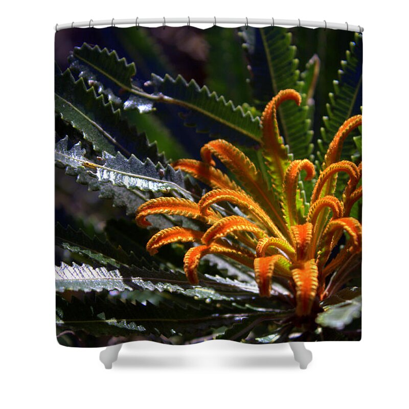 Banksia Shower Curtain featuring the photograph Who am I by Miroslava Jurcik