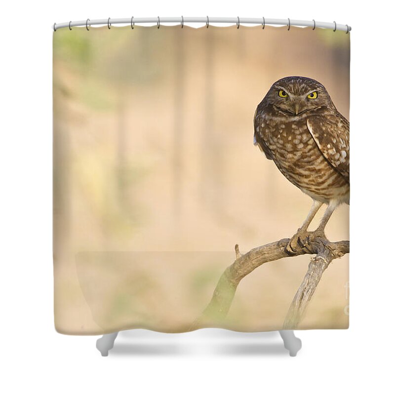 Burrowing Owl Shower Curtain featuring the photograph Who are you? by Bryan Keil