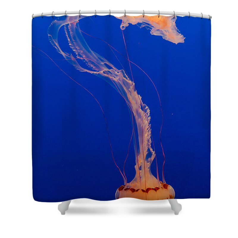 Jellyfish Shower Curtain featuring the photograph Who what where when Purple Striped Jelly 1 by Scott Campbell