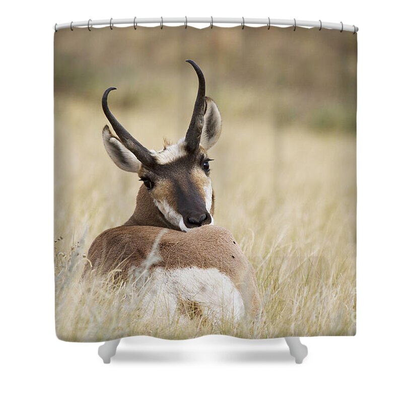 Antelope Shower Curtain featuring the photograph Who You Looking At by Steve Triplett