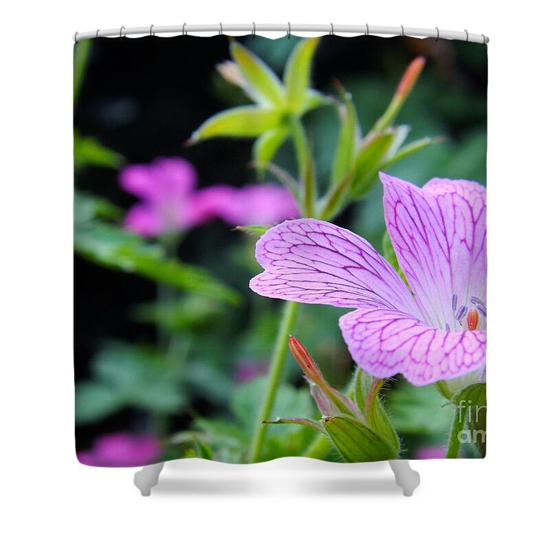 Geraniums Shower Curtain featuring the photograph Wild Geranium Flowers by Clare Bevan