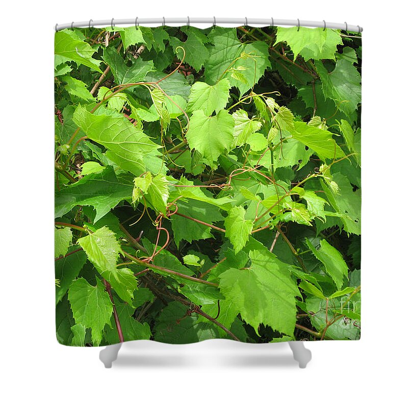 Grapevine Shower Curtain featuring the photograph Wild Grapevine by Conni Schaftenaar