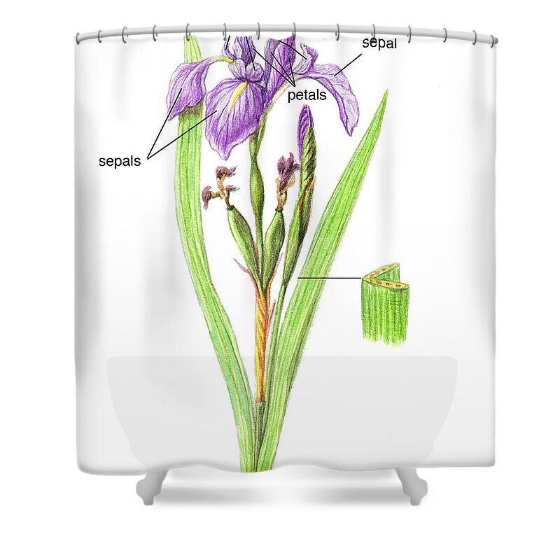 Art Shower Curtain featuring the photograph Wild Iris by Carlyn Iverson