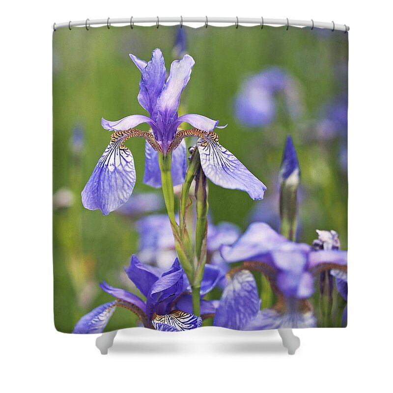Iris Shower Curtain featuring the photograph Wild Irises by Rona Black