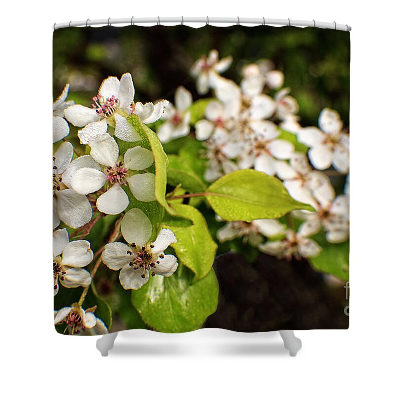 Plum Shower Curtain featuring the photograph Wild Plum Blossoms by Ella Kaye Dickey