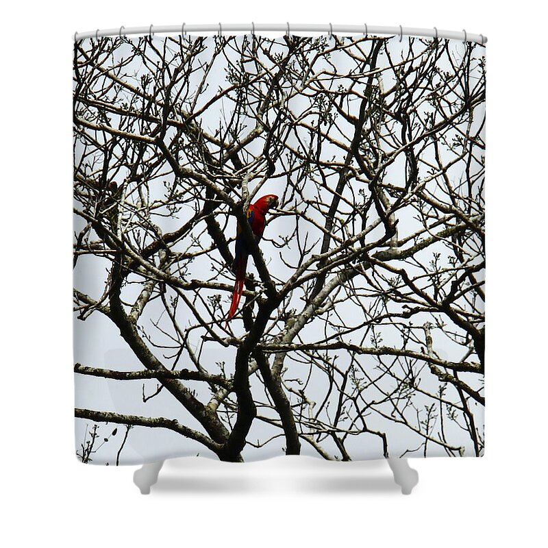 Animals Shower Curtain featuring the photograph Wild Scarlet by Kathy McClure
