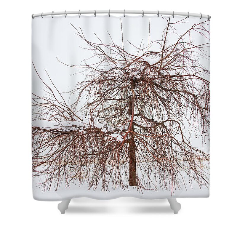 Tree Shower Curtain featuring the photograph Wild Springtime Winter Tree by James BO Insogna