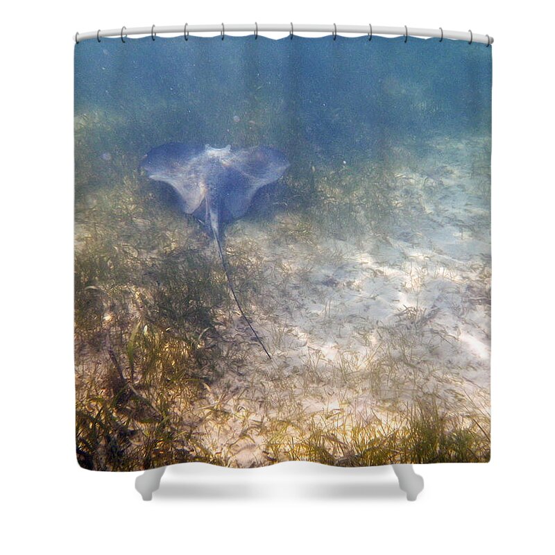 Underwater Shower Curtain featuring the photograph Wild sting ray by Eti Reid