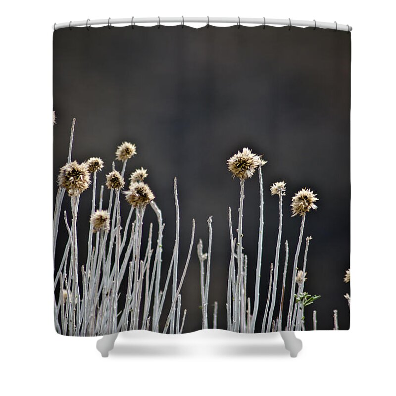 Wildflower Shower Curtain featuring the photograph Wild Things 1 by Joel Loftus