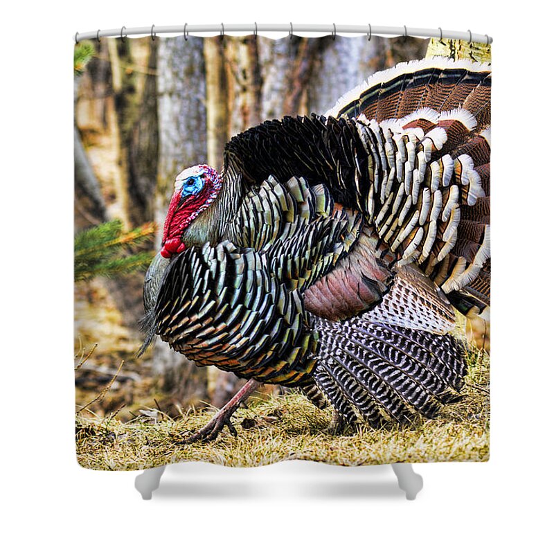 Wild Turkey Shower Curtain featuring the photograph Wild Turkey by Gary Beeler