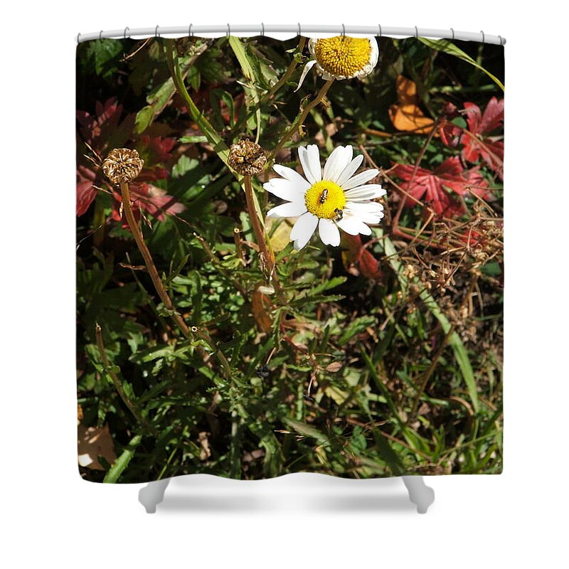 Insect Shower Curtain featuring the photograph Wildflower @ Kit Carson by Ron Monsour