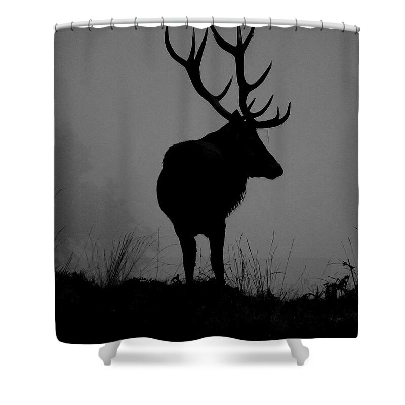Deer Shower Curtain featuring the photograph Wildlife Monarch Of The Park by Linsey Williams