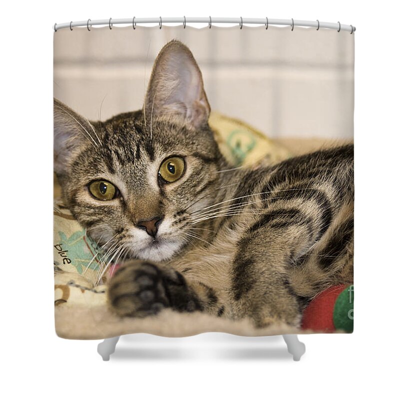 Cats Shower Curtain featuring the photograph Wilkie by John Greco