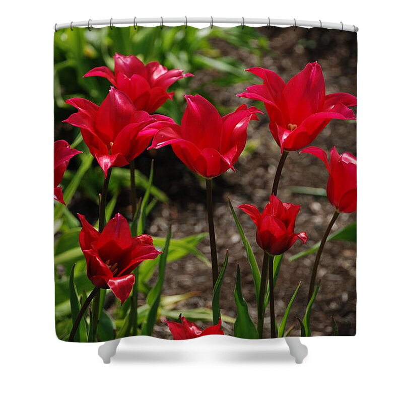 Red Shower Curtain featuring the photograph Willa's Red by Kathy Paynter