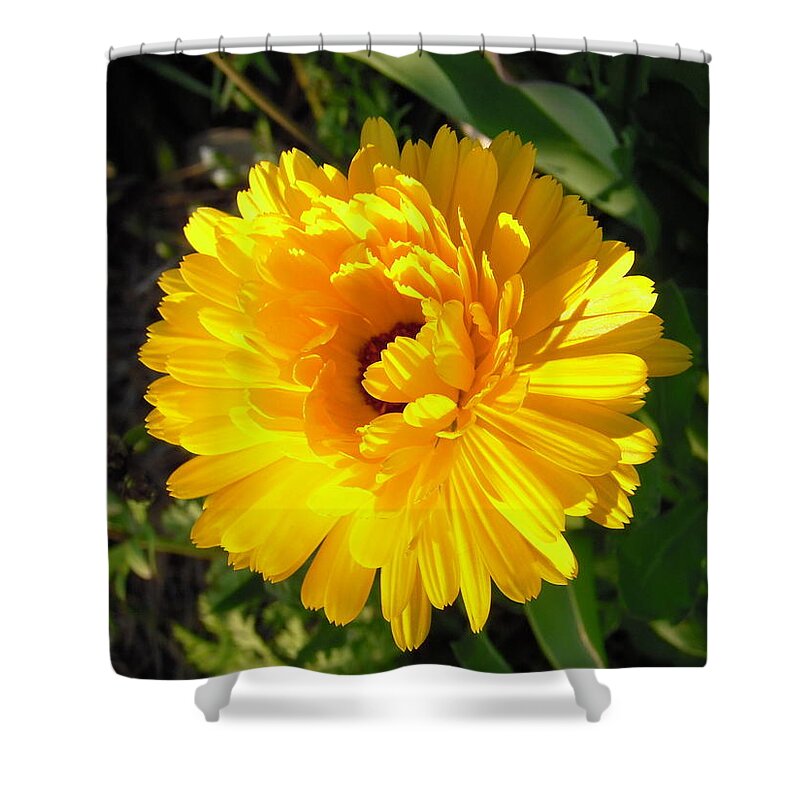 Colonial Williamsburg Plays Host To Thousands Of Beautiful Flowers And This Bloom Is No Exception. The Calendula Or Pot Marigold Was Raised Not Only For Its Beauty Shower Curtain featuring the photograph Williamsburg Sunshine Calendula by Nicole Angell