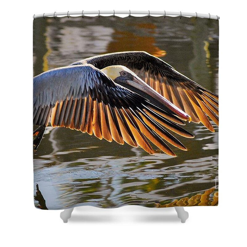 Pelican Shower Curtain featuring the photograph Wings Of Gold by Quinn Sedam