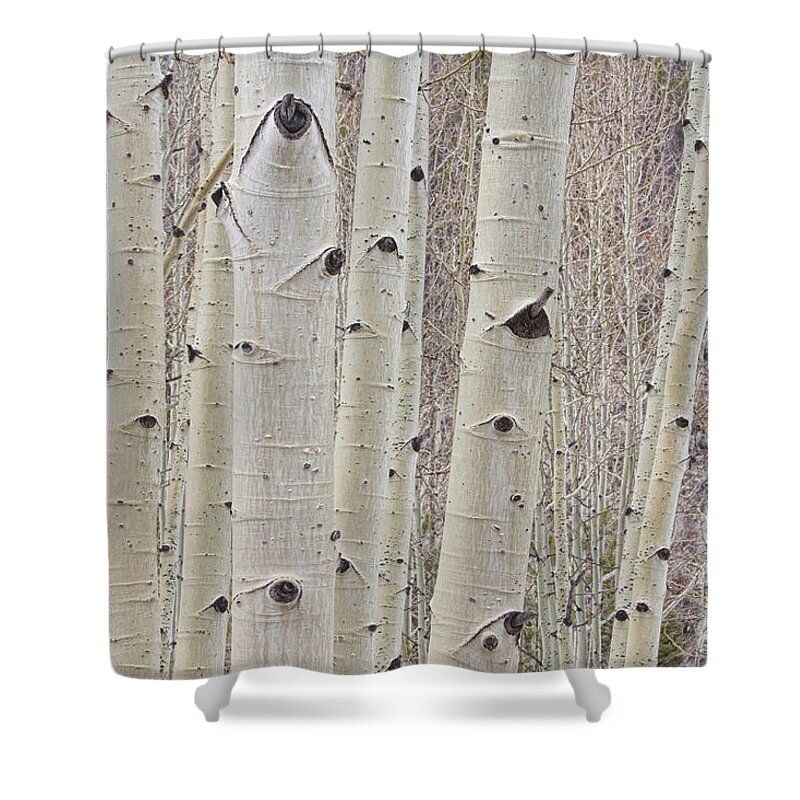 Tree Shower Curtain featuring the photograph Winter Aspen Tree Forest by James BO Insogna