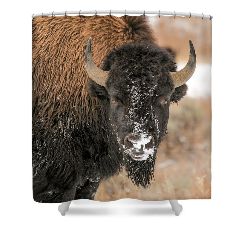 Yellowstone Shower Curtain featuring the photograph Winter Begins by Kevin Dietrich
