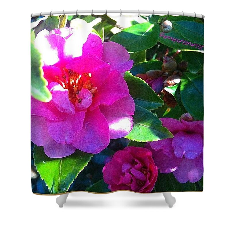 Instanaturelover Shower Curtain featuring the photograph Winter Camelia, Cool Light #flowers by Anna Porter