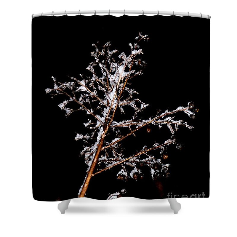 Winter Crepe Myrtle Shower Curtain featuring the photograph Winter Crepe Myrtle by Maria Urso
