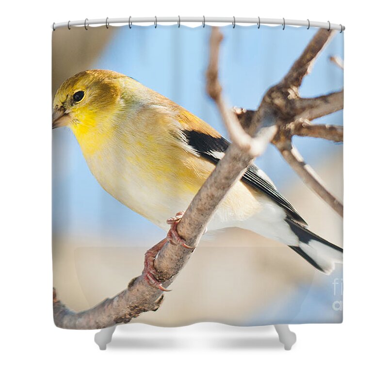 Landscapes Shower Curtain featuring the photograph Winter Finch by Cheryl Baxter