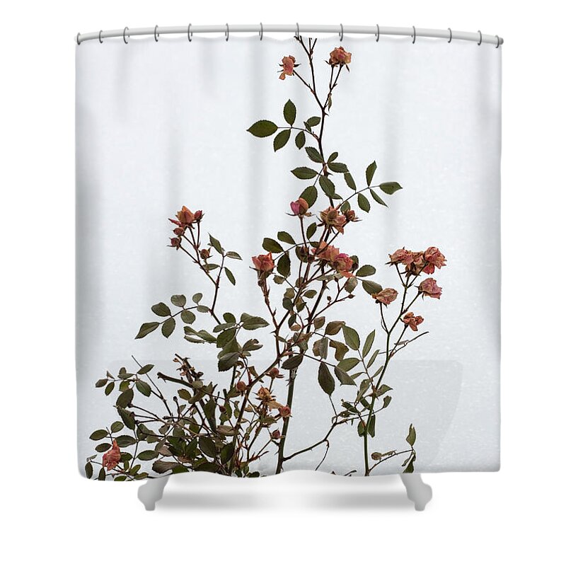 Flower Shower Curtain featuring the photograph Winter Ice Fairy Roses by Barbara McMahon