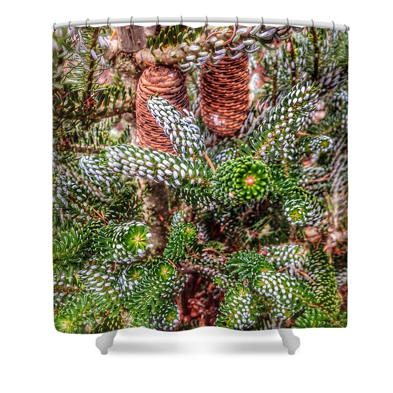 Winter Pine Shower Curtain featuring the photograph Winter Pine  by Susan Garren