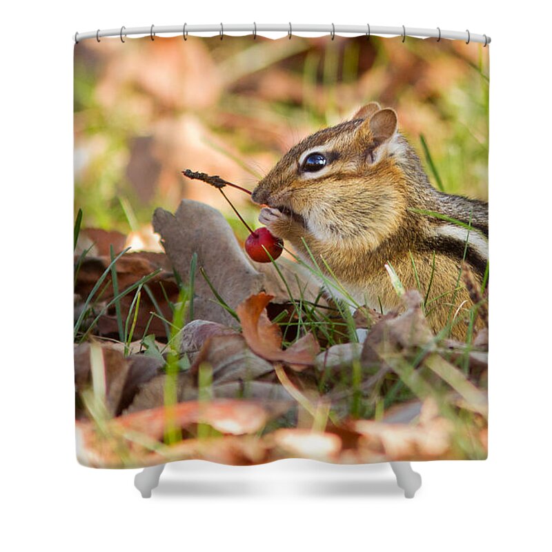 Acorn Shower Curtain featuring the photograph Winter Preparation by Mircea Costina Photography