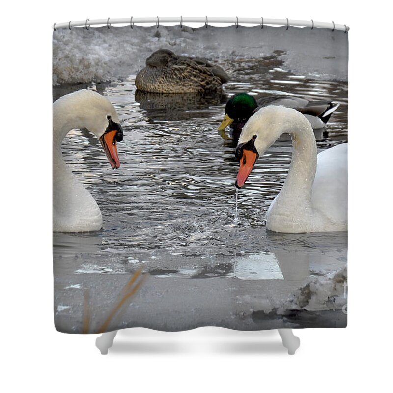 Swan Shower Curtain featuring the photograph Winter Swans by Gary Keesler