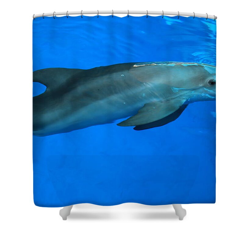Nature Shower Curtain featuring the photograph Winter the Dolphin by Doug McPherson