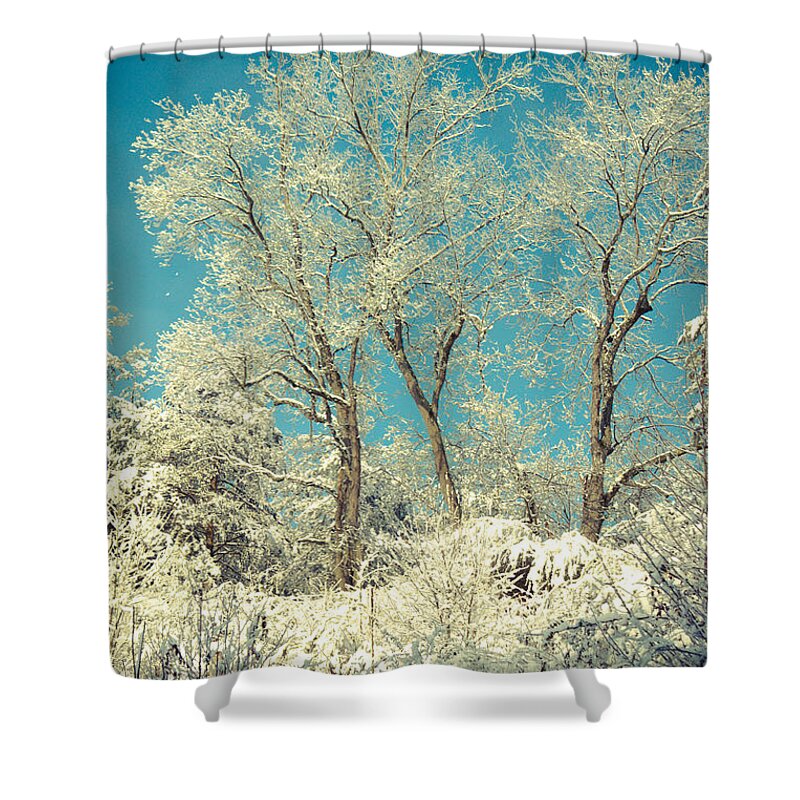 Winter Shower Curtain featuring the photograph Winter Trees by Lena Auxier