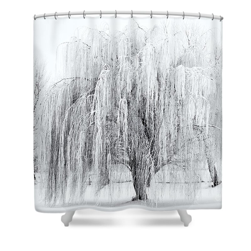 Willow Shower Curtain featuring the photograph Winter Willow by Michael Dawson
