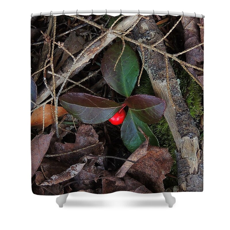 Wintergreen Shower Curtain featuring the photograph Wintergreen by Mim White