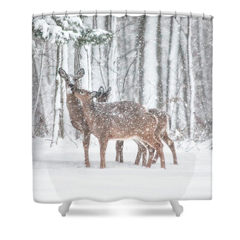 Deer Shower Curtain featuring the photograph Winters Love by Karol Livote