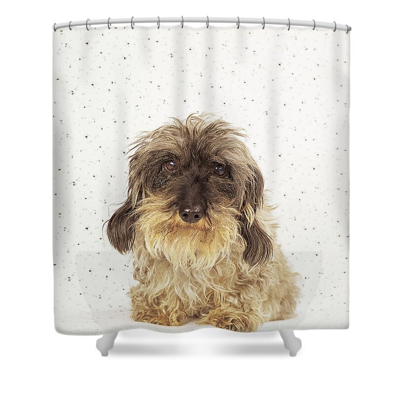 Dachshund Shower Curtain featuring the photograph Wire-haired Dachshund by Christine Steimer